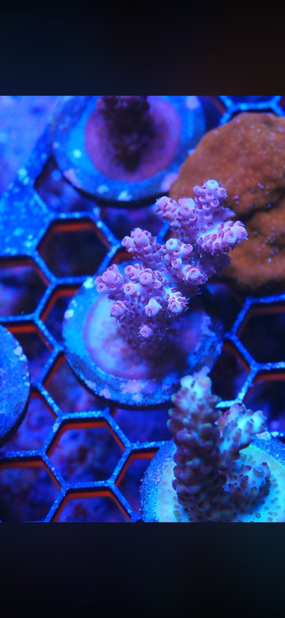 Acropora frag