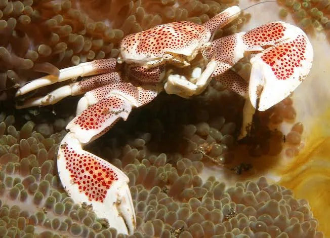 Porcelain crab