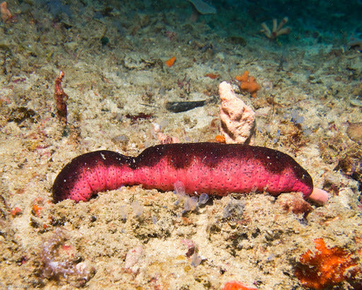 Pink sea cucumber