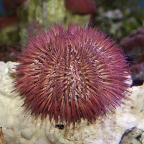 Pink urchin