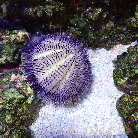 Blue spike urchin