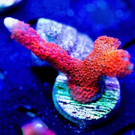 Red digi monti