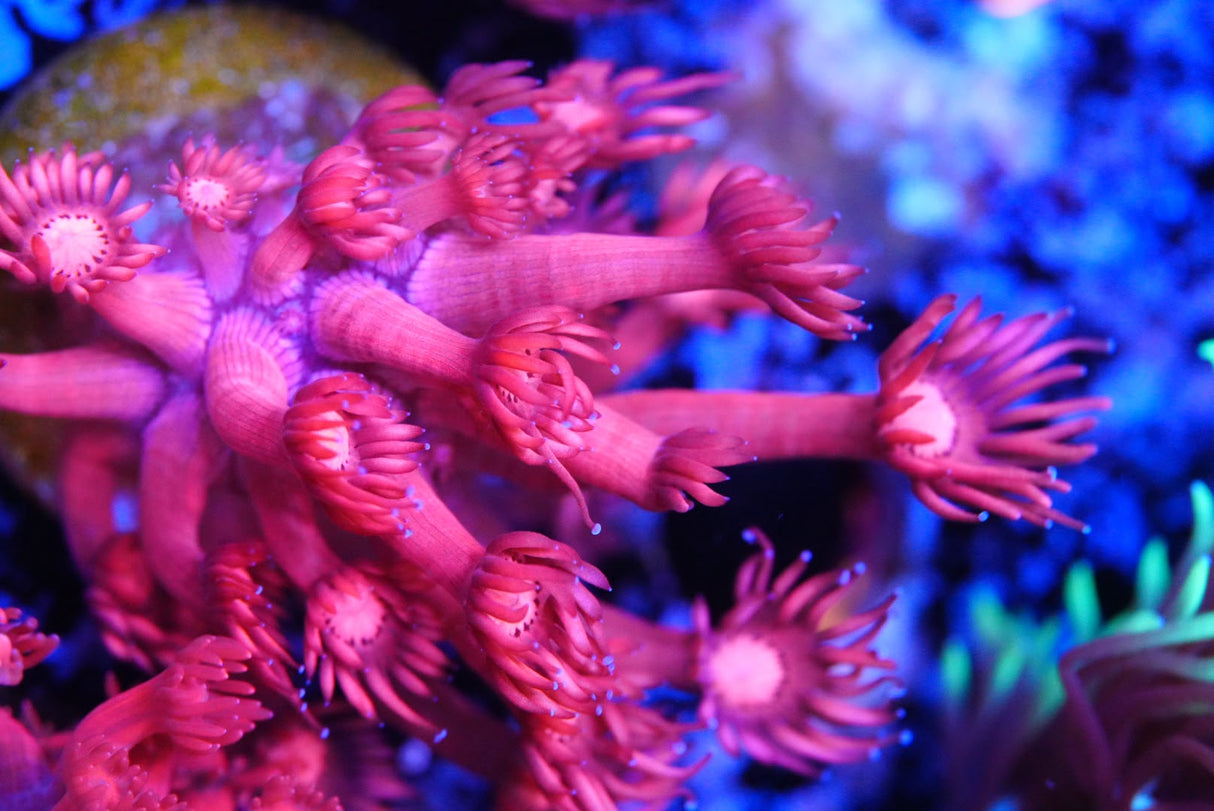 Red Goni