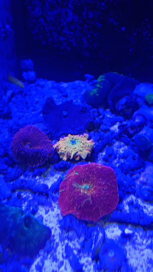 Rare mushroom