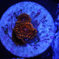 DAY GLOW ZOA