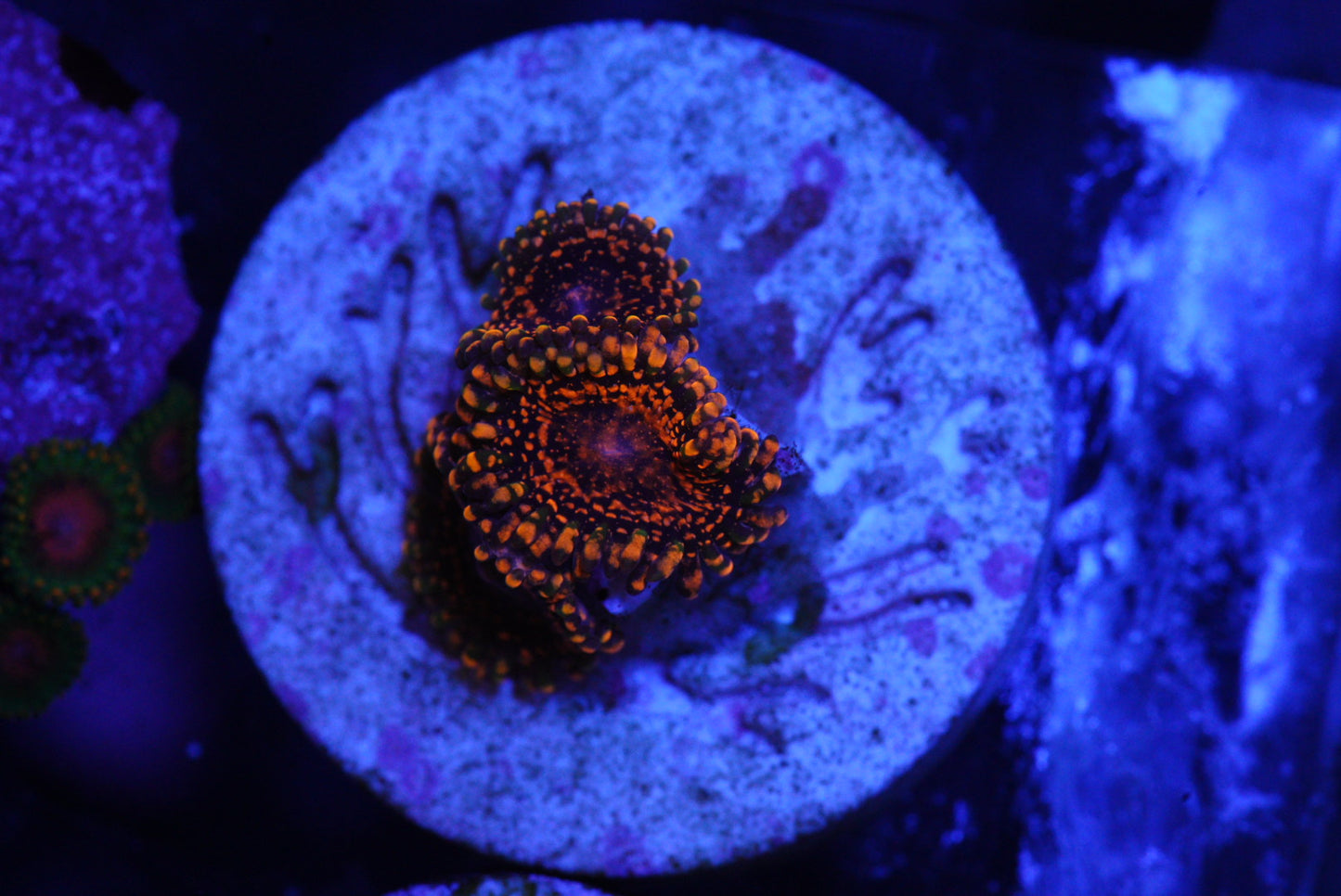 DAY GLOW ZOA