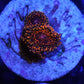 DAY GLOW ZOA