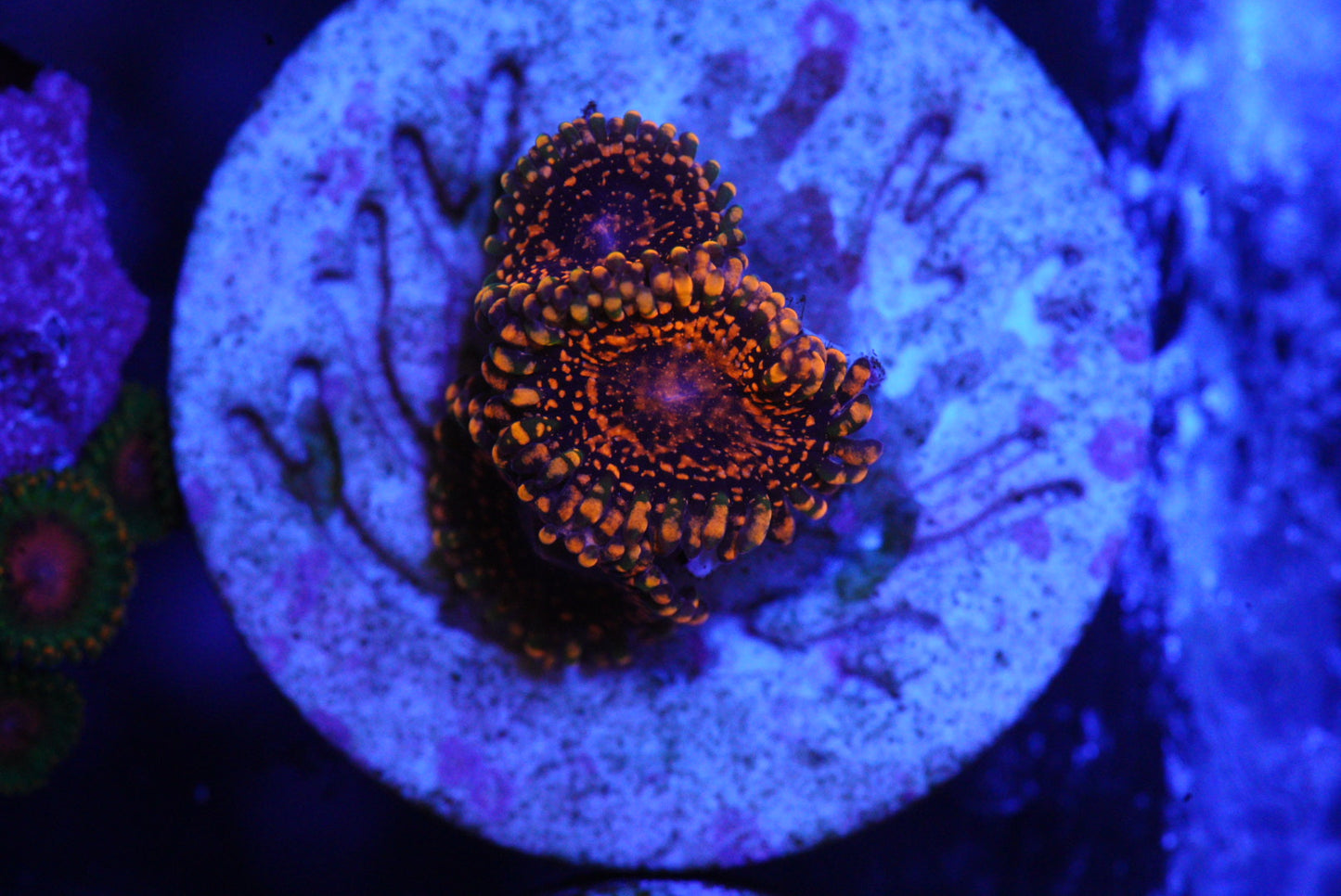 DAY GLOW ZOA