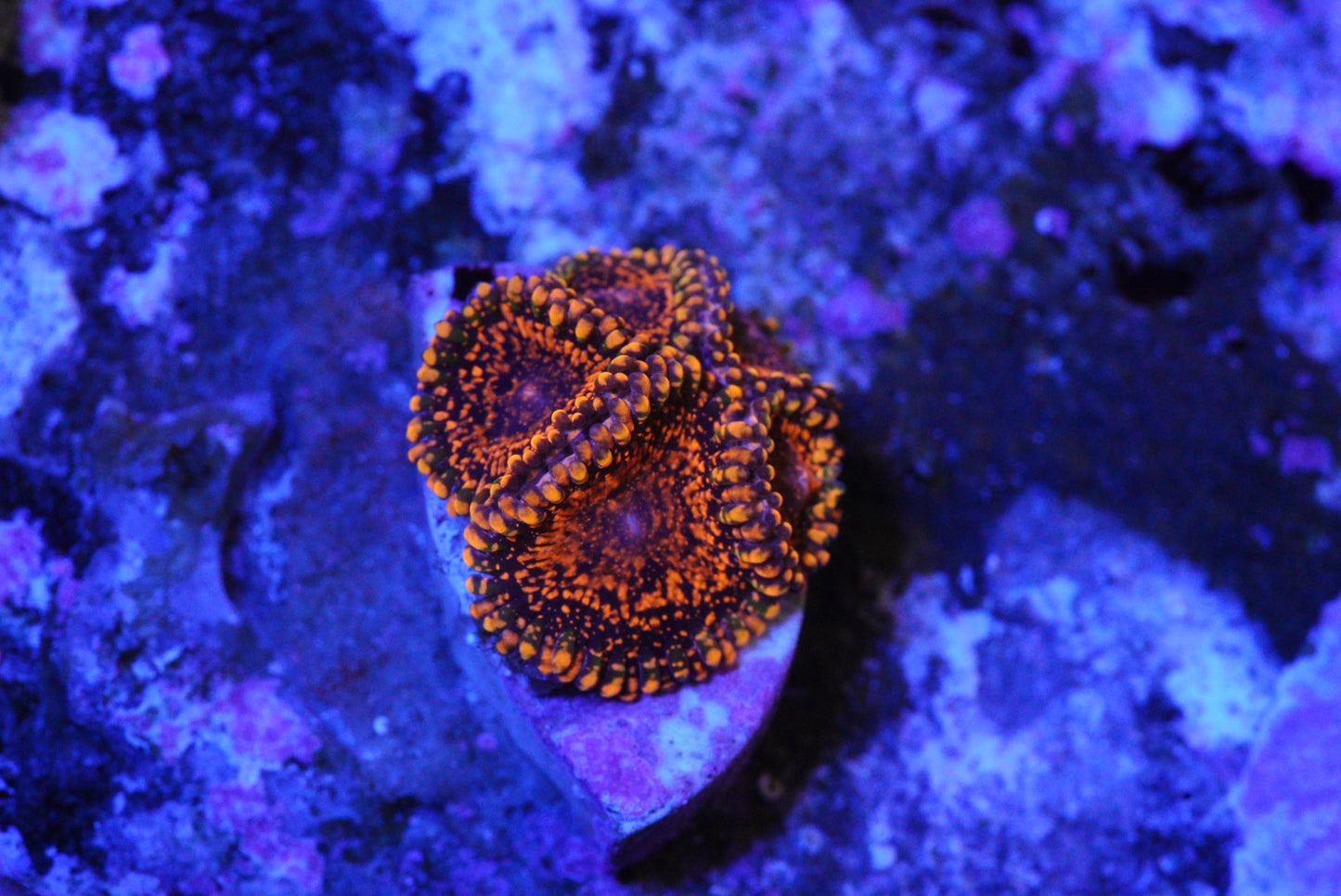 DAY GLOW ZOA