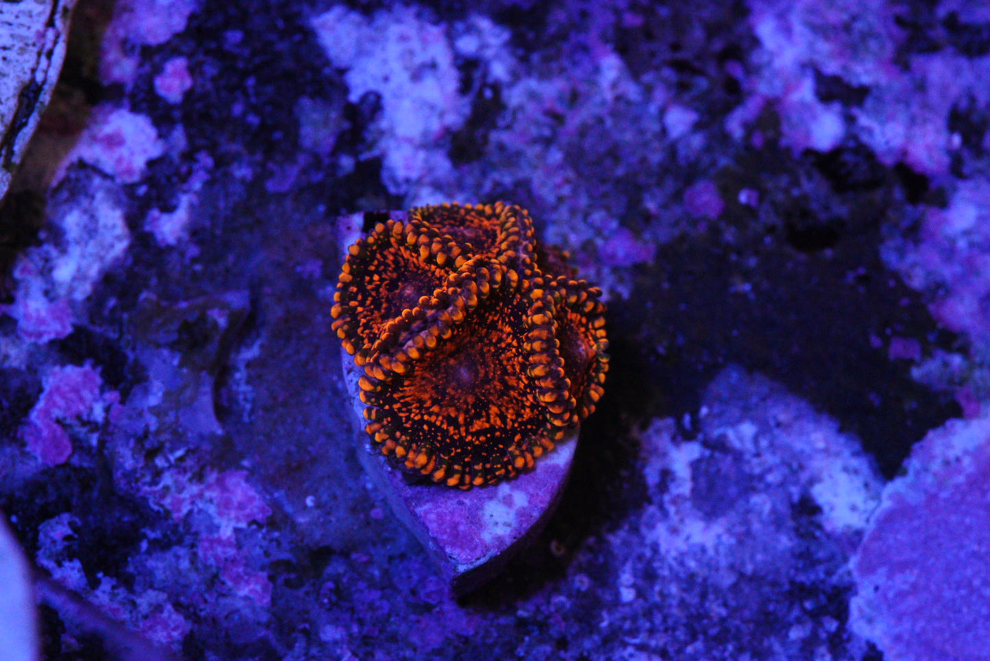 DAY GLOW ZOA