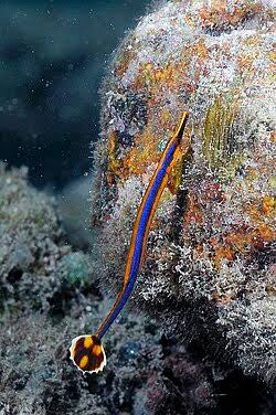 Blue pipefish