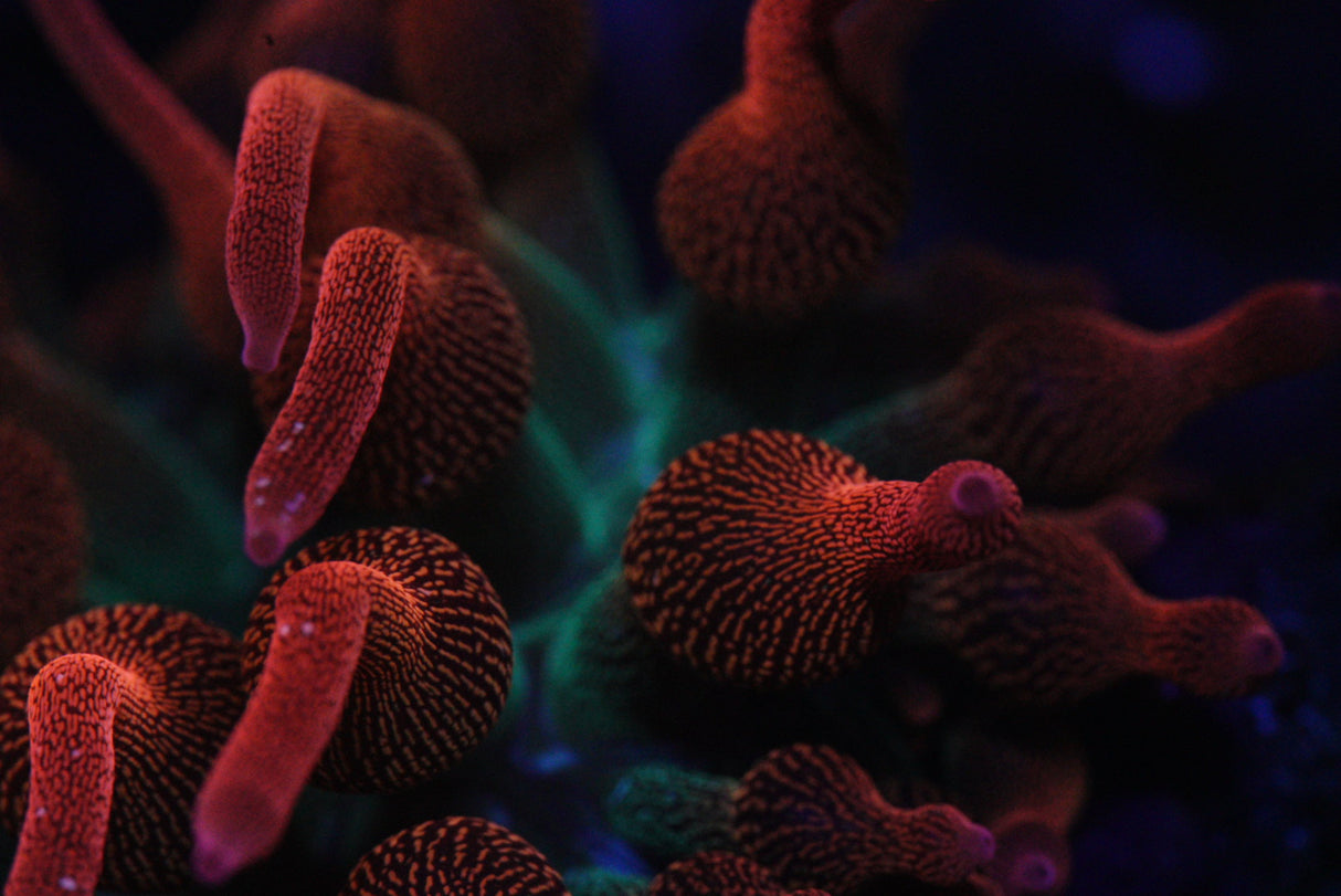 TRI COLOUR BUBBLE TIP ANEMONE