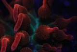 TRI COLOUR BUBBLE TIP ANEMONE
