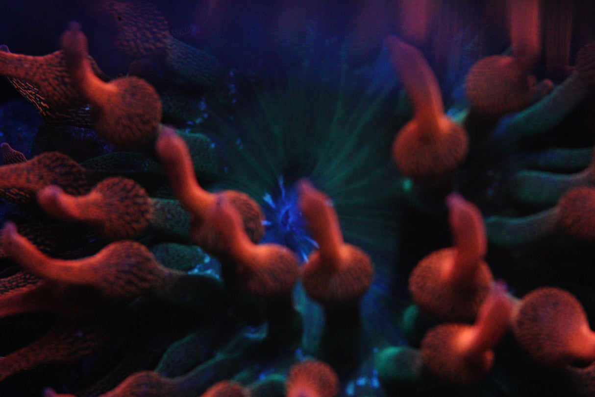 TRI COLOUR BUBBLE TIP ANEMONE
