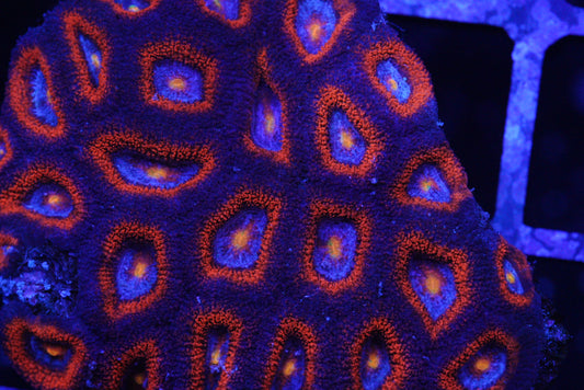 Large acan colony