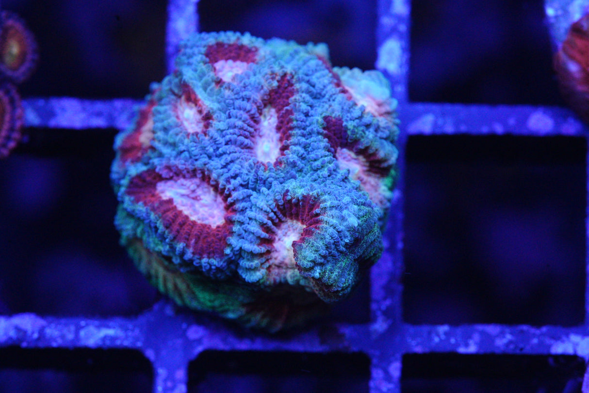 PASTEL FAVIA
