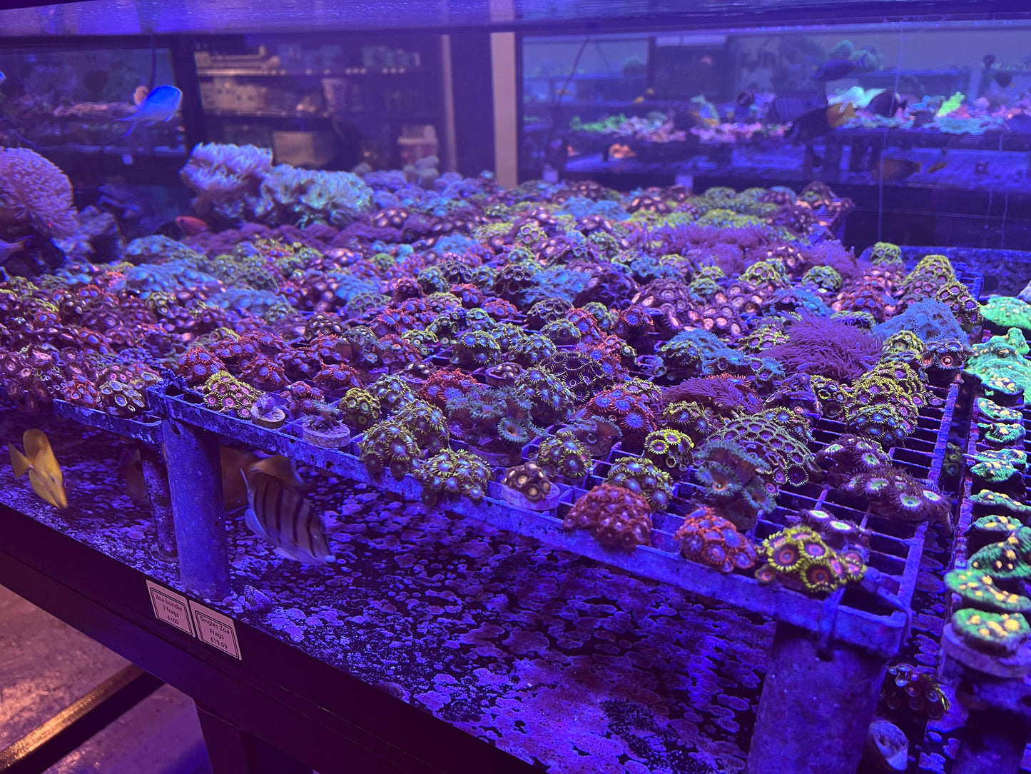 ZOA OFFER 10 frags for 100