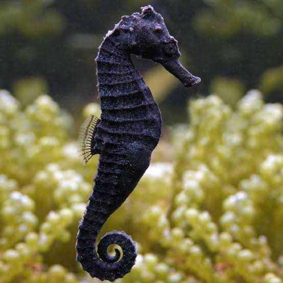 Sea horse pair