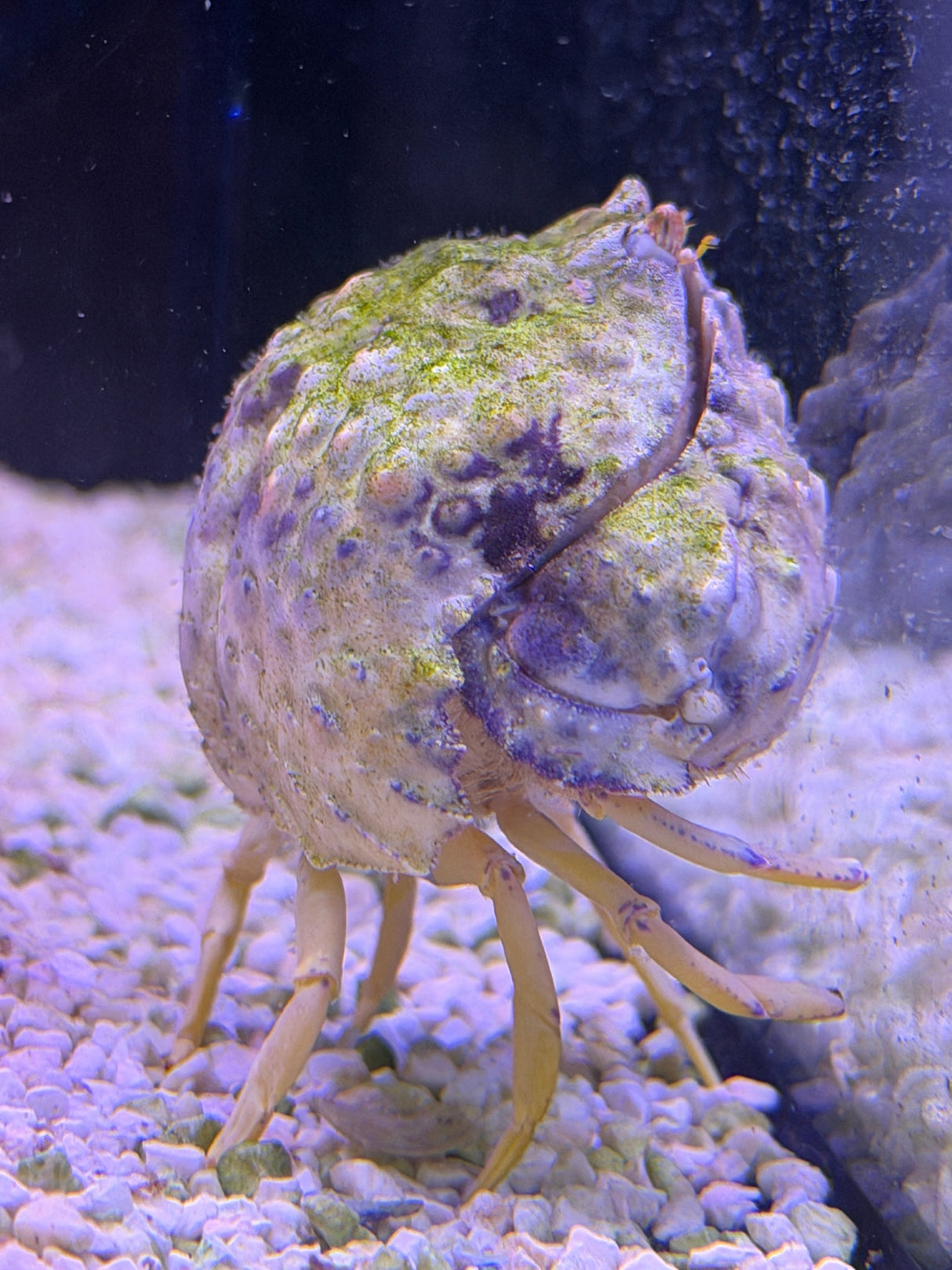 Calico crab