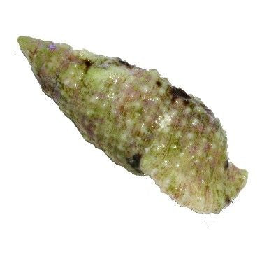 Cerith snail