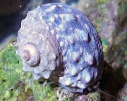 Mexican Turbo snail