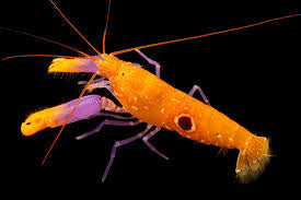 Bulleye Pistol shrimp