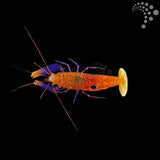 Bulleye Pistol shrimp