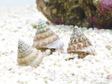 Grazer tectus snail