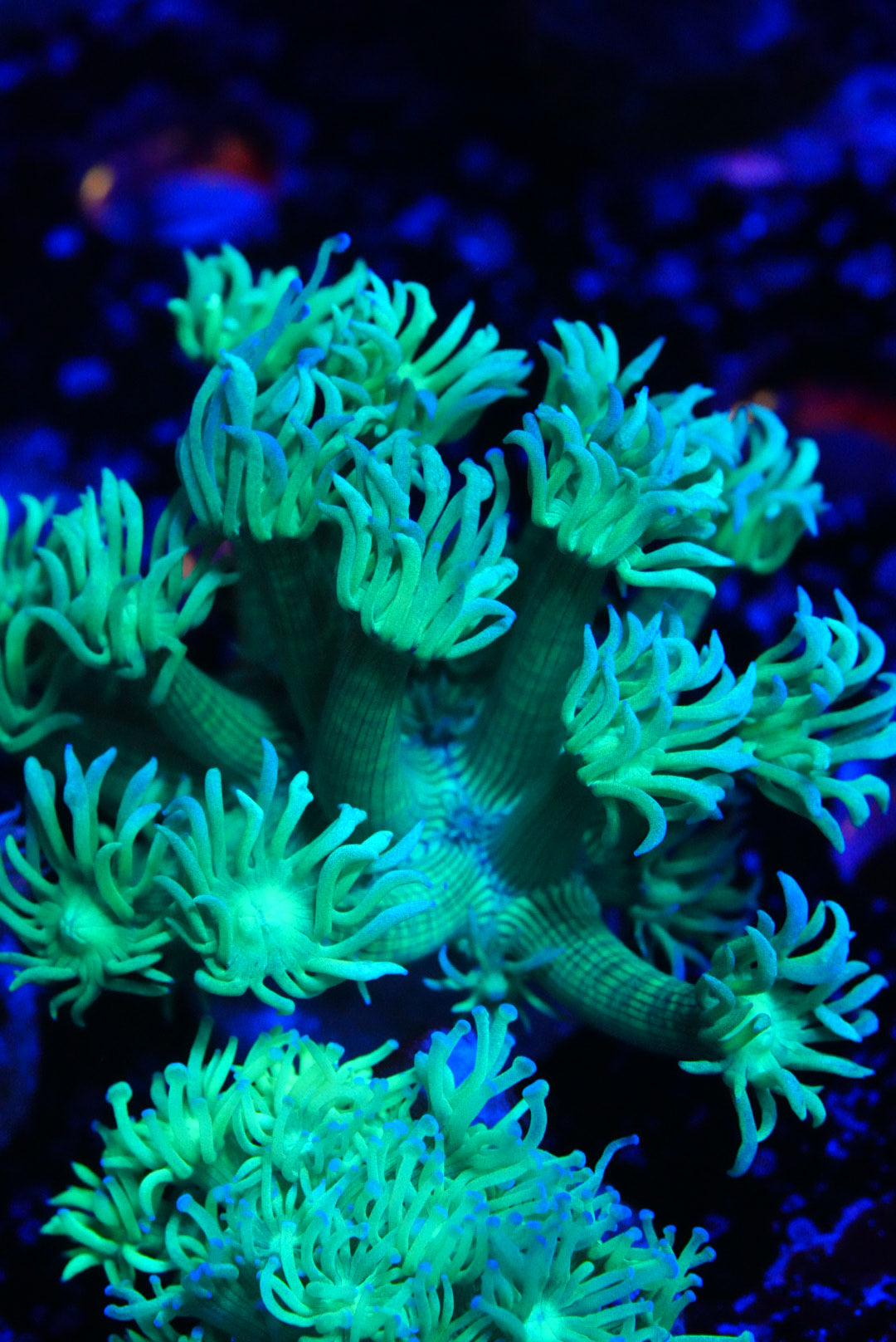 RF Green goddess goniopora