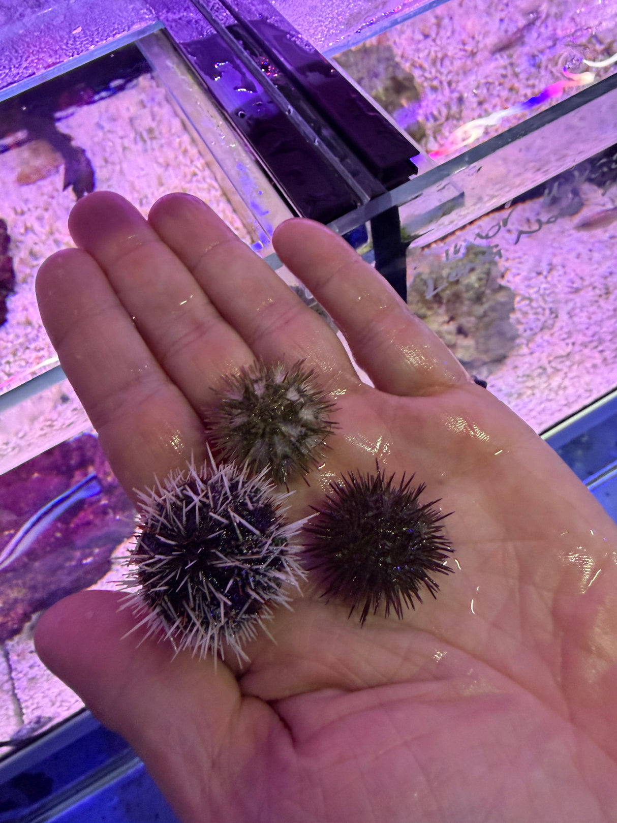 X2 white urchins