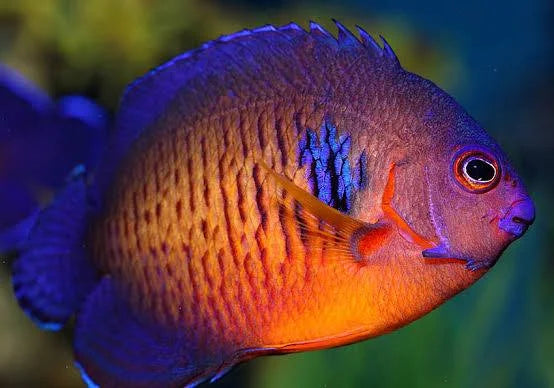 Paul’s coral beauty