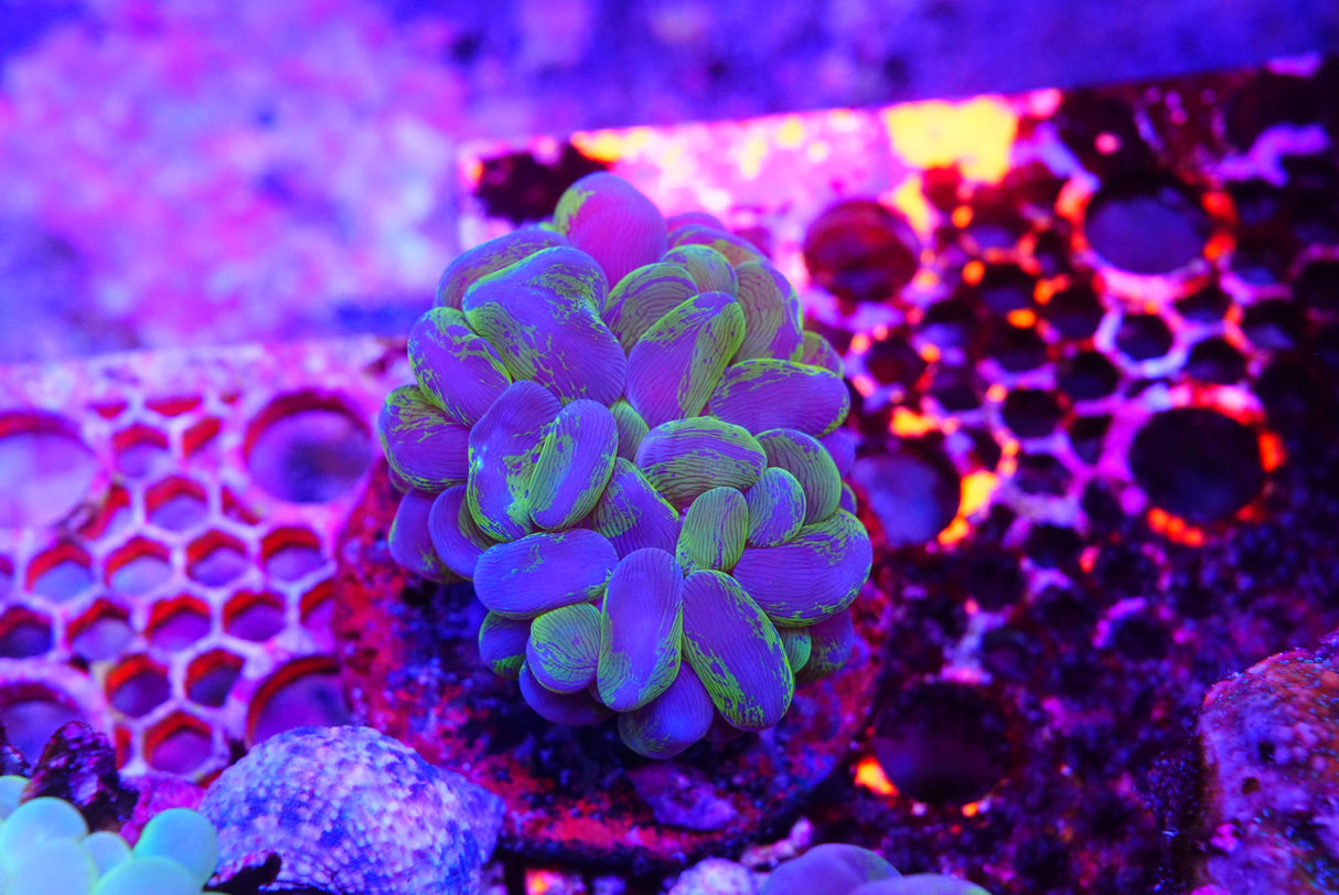 Marble bubble coral