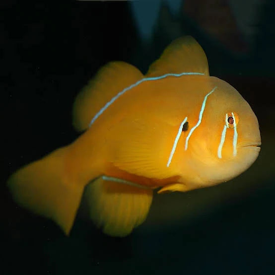 Saffron goby