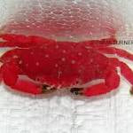 Strawberry crab