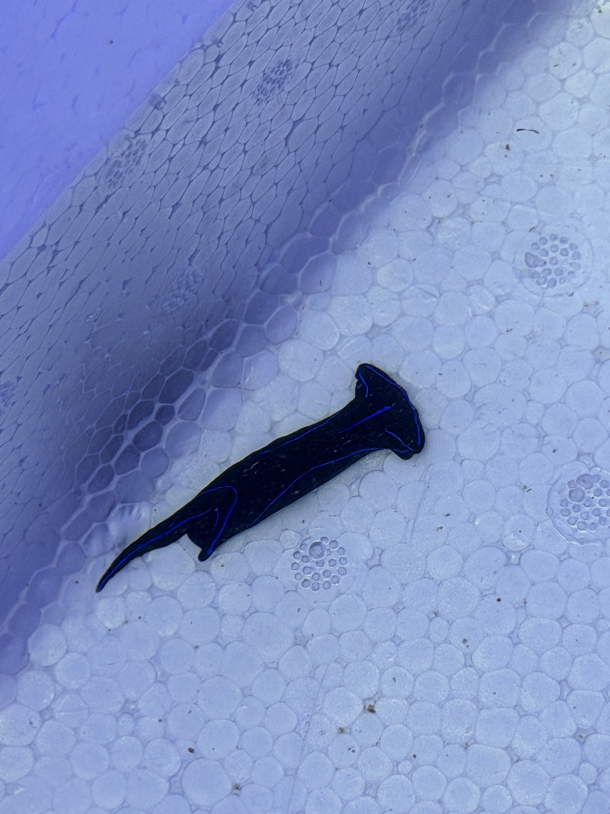 Blue velvet sea slugs
