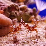 Sexy shrimp