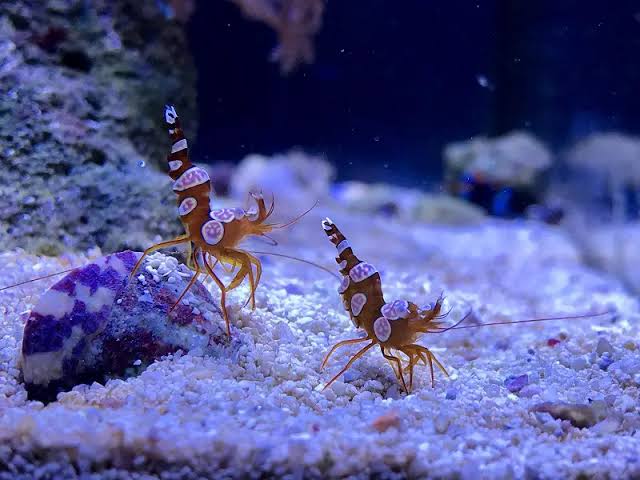 Sexy shrimp