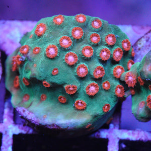 Jingle bells Cyphastrea
