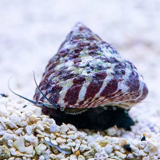 Trochus snail