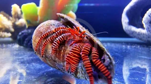 Halloween Hermit Crab