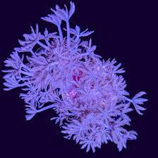 Pulsing Xenia