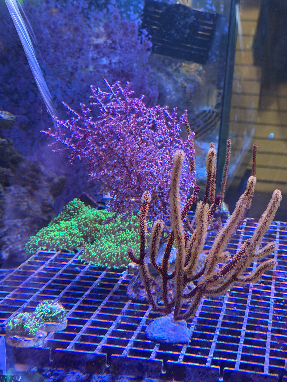 Orange polyp Gorgonia