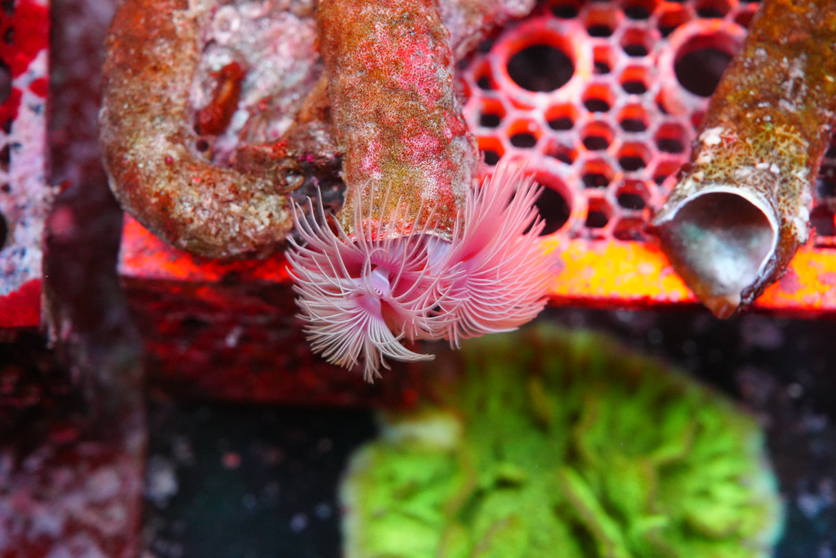Pink coco worm