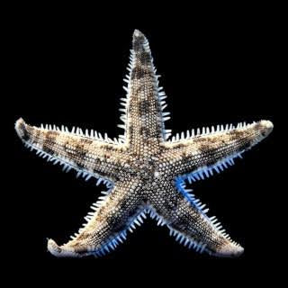 Sand sifting starfish
