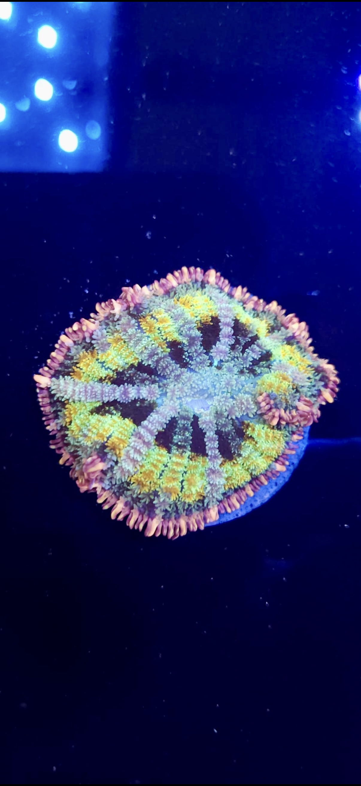 Ultra Rainbow Frankenstein Bounce Mushroom
