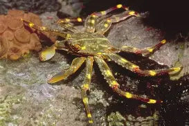Sally Lightfoot Crab – Vibrant Marine Scavenger for Reef Aquariums