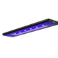 AI Blade Coral Glow - 21 Inch