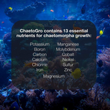 Brightwell Aquatics Chaeto Grow - 250ml | Chaetomorpha Nutrient Formula