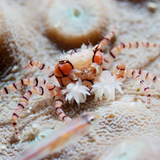 PomPom Crab – Unique Marine Critter with Anemones for Reef Tanks