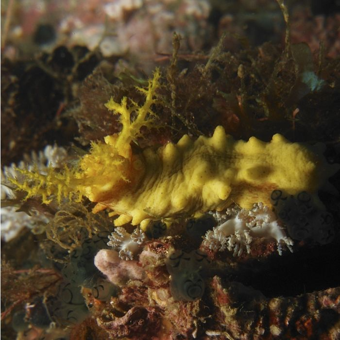 Yellow Sea Cucumber – Bright Filter Feeder for Established Reef Tanks